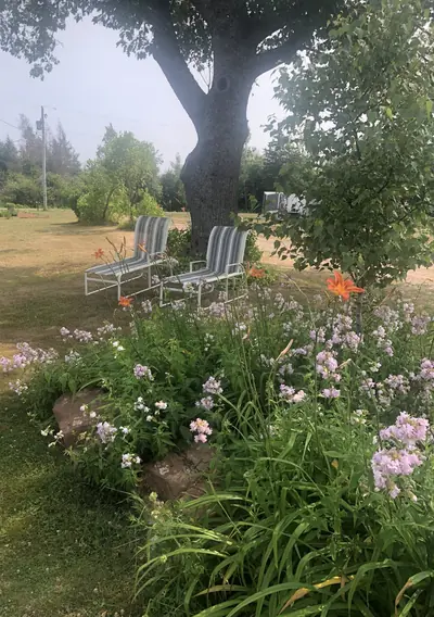 Lawn chairs under the big tree at the farmhouse