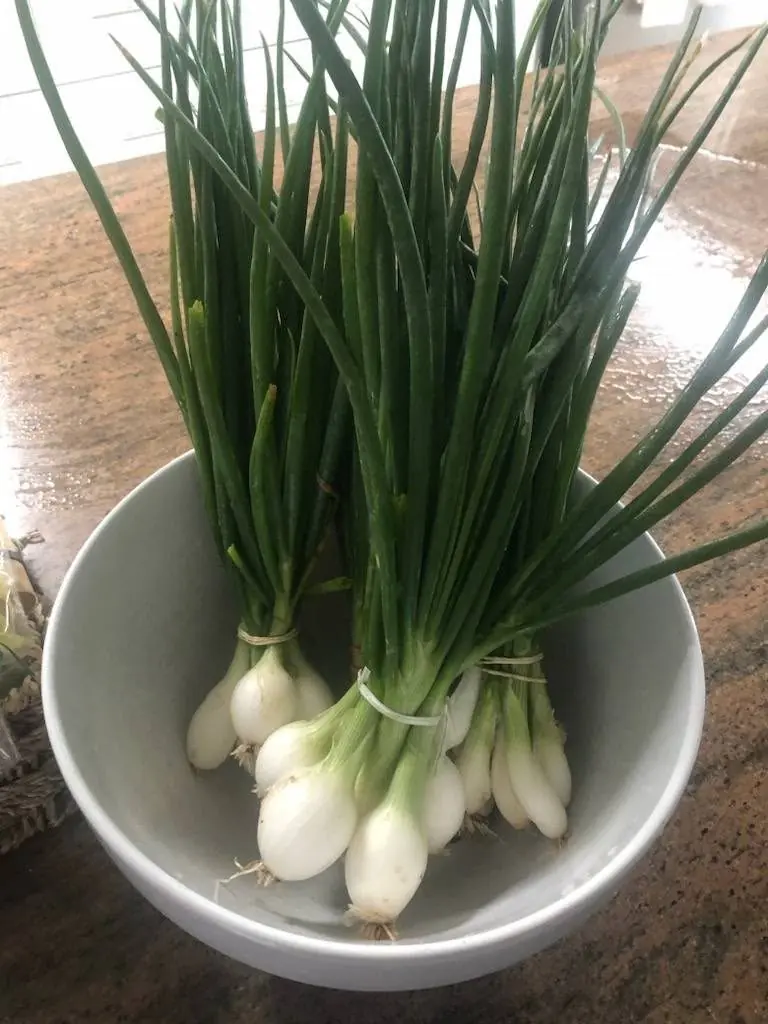 Fresh green onions gathered in a metal bowl