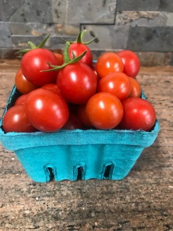 Cherry tomatoes in blue quart baskets, just picked