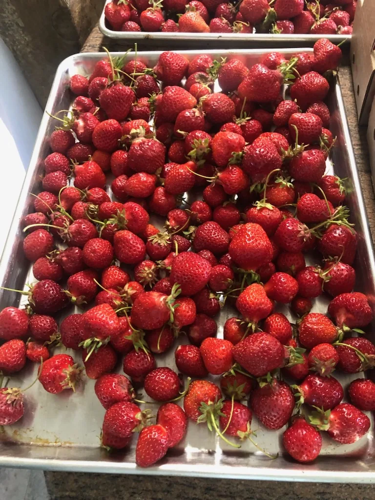 Fresh-picked strawberries on a baking sheet