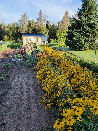 The Cottage Bakery Store behind a row of black-eyed Susans